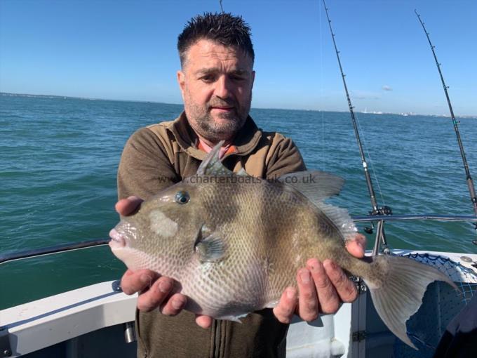2 lb 15 oz Trigger Fish by Unknown