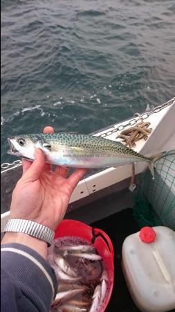 1 lb Mackerel by Unknown