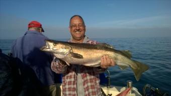 12 lb Pollock by Stephen Wake