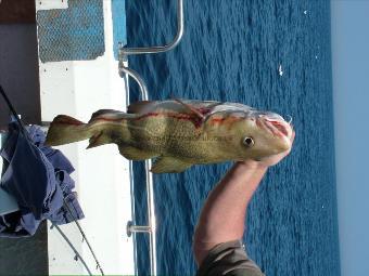 7 lb Cod by Unknown