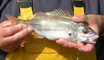 6 oz Spanish Sea Bream by Trevor Lockyer