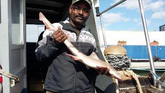 4 lb Starry Smooth-hound by Jeeva