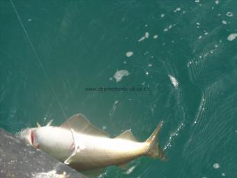 6 lb Pollock by one way of catching pollock on reefs