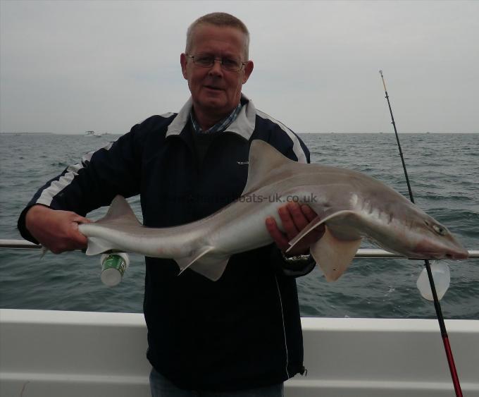 9 lb 9 oz Smooth-hound (Common) by unknown