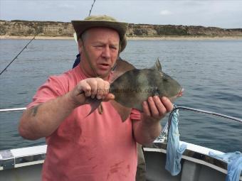 3 lb Trigger Fish by Keith Trim