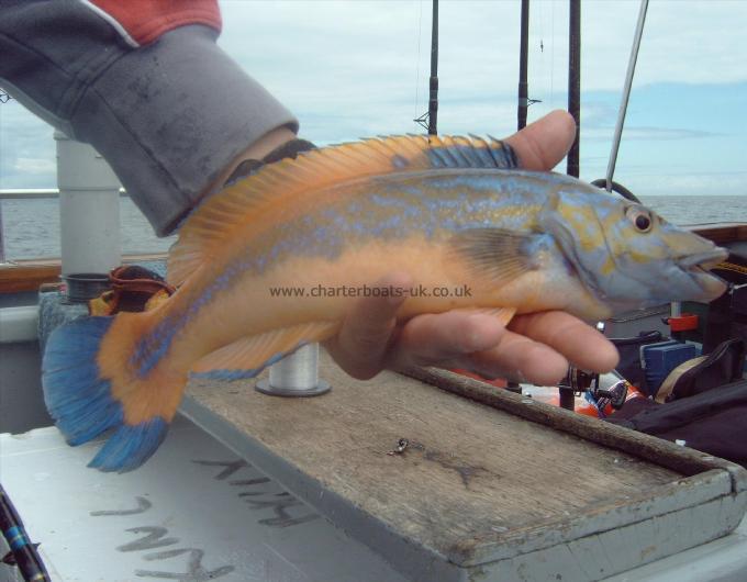 1 lb 3 oz Cuckoo Wrasse by Unknown