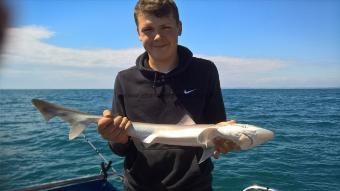 5 lb Smooth-hound (Common) by Stephen Wake