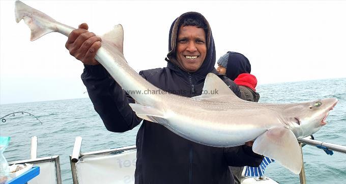 18 lb Starry Smooth-hound by Unknown