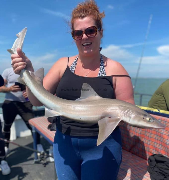 7 lb Smooth-hound by Unknown