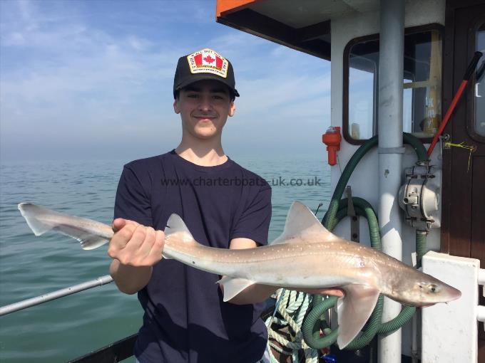 6 lb Smooth-hound (Common) by Rocco from Essex