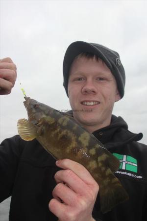 1 lb 8 oz Ballan Wrasse by Harry