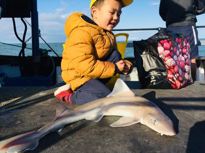 6 lb Smooth-hound by Unknown
