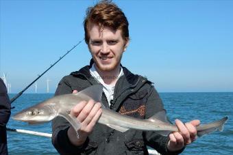 5 lb Smooth-hound (Common) by Unknown