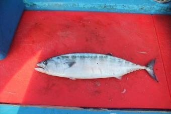 1 lb 2 oz Atlantic Bonito by Unknown