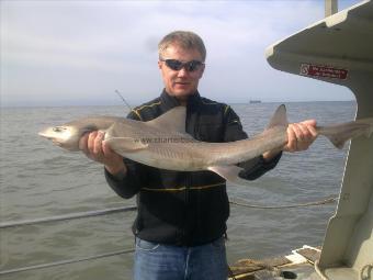 11 lb Starry Smooth-hound by darren