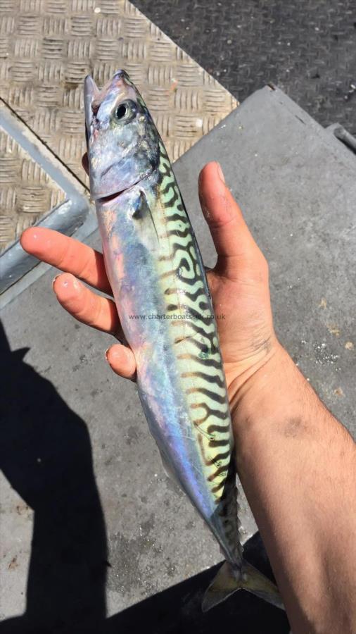 2 lb 5 oz Mackerel by Unknown