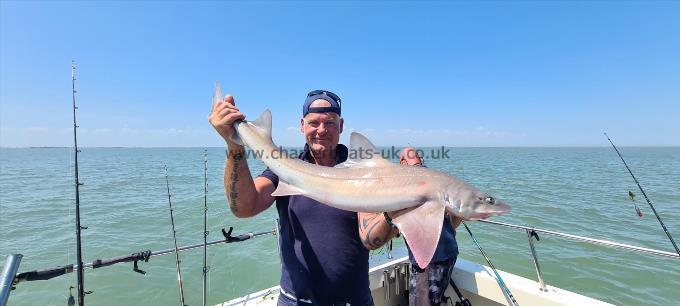 12 lb 8 oz Starry Smooth-hound by Phil