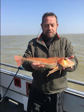 3 lb 3 oz Tub Gurnard by Unknown