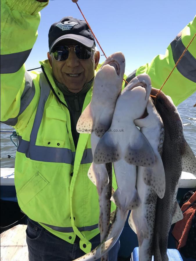 3 lb Lesser Spotted Dogfish by Victor from leeds