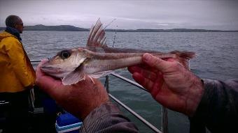 1 lb Grey Gurnard by Unknown