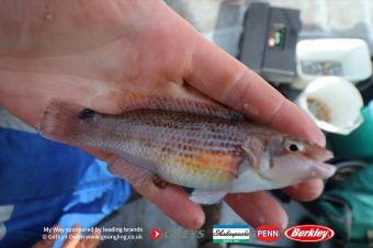 8 oz Goldsinny Wrasse by Ian