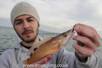 1 lb Cuckoo Wrasse by Marc