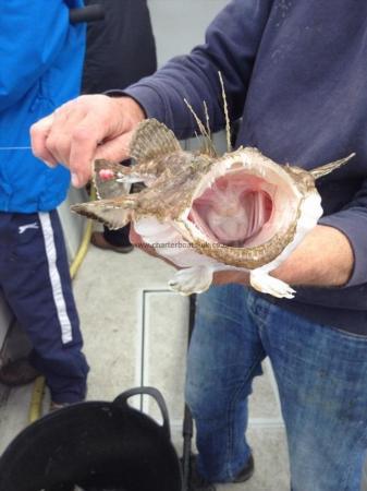 2 lb Anglerfish by Unknown