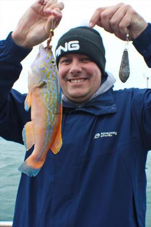 1 lb Cuckoo Wrasse by Stuart