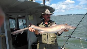 8 lb Starry Smooth-hound by Unknown