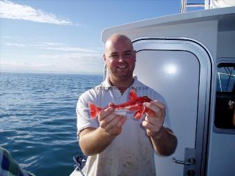 10 oz Red Gurnard by Chis Buxton