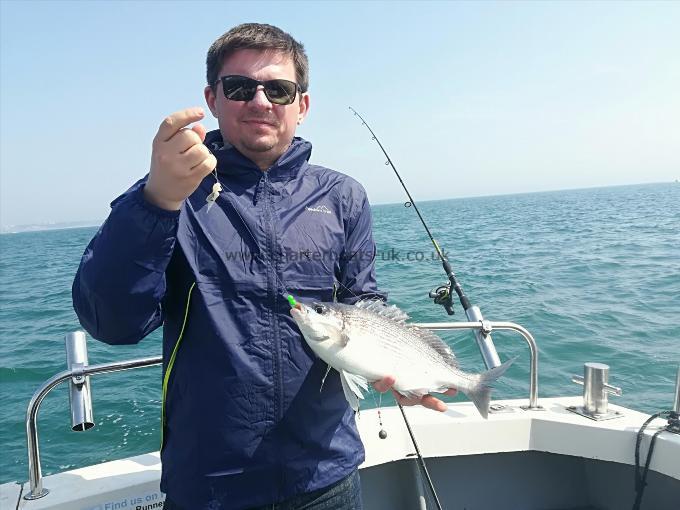 1 lb 14 oz Black Sea Bream by Unknown