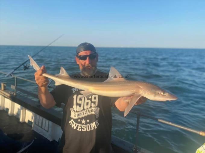 6 lb Starry Smooth-hound by Unknown