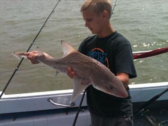 11 lb Starry Smooth-hound by jake