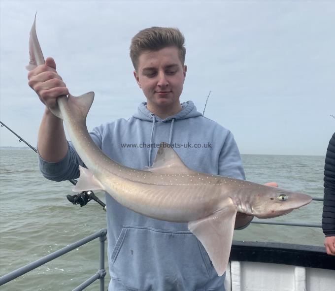 9 lb Smooth-hound by Unknown