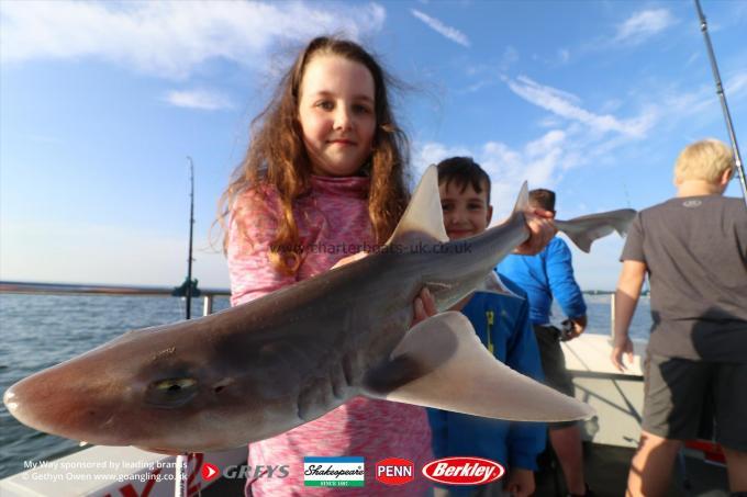 6 lb Starry Smooth-hound by Lilly