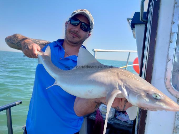 12 lb 4 oz Starry Smooth-hound by Martin