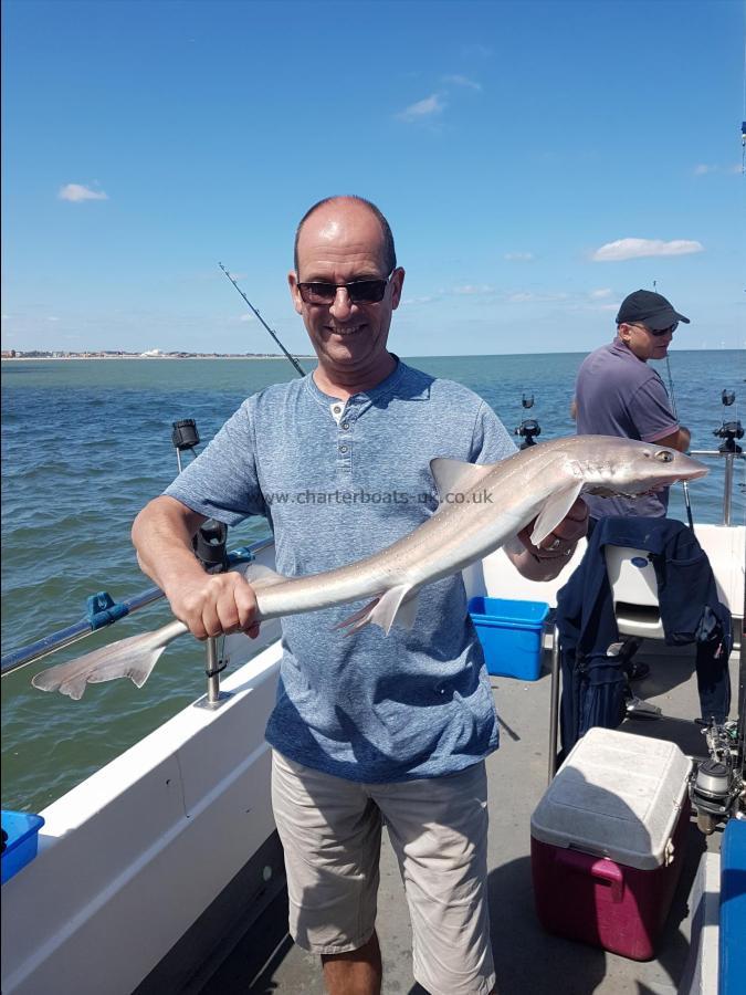 5 lb Starry Smooth-hound by Andy