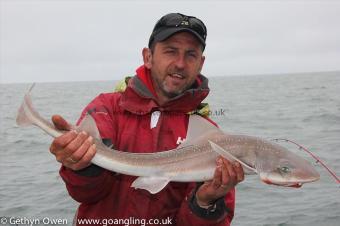 6 lb Starry Smooth-hound by Den