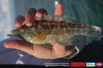 8 oz Corkwing Wrasse by Sdeff