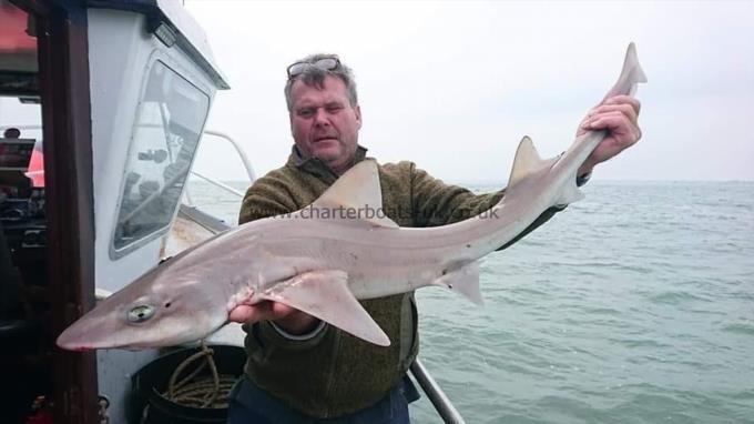 12 lb 5 oz Smooth-hound (Common) by Dean From London