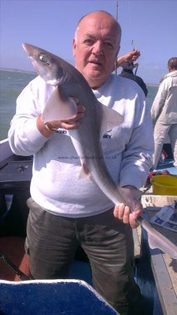 8 lb 5 oz Smooth-hound (Common) by dan