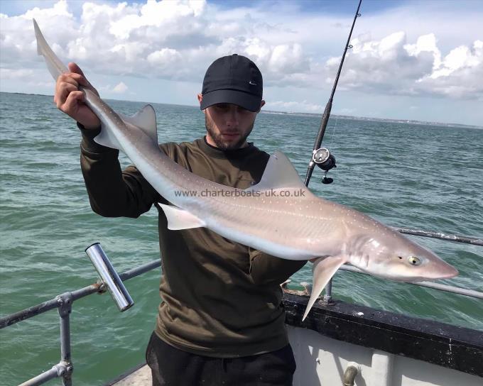 12 lb Smooth-hound (Common) by Unknown