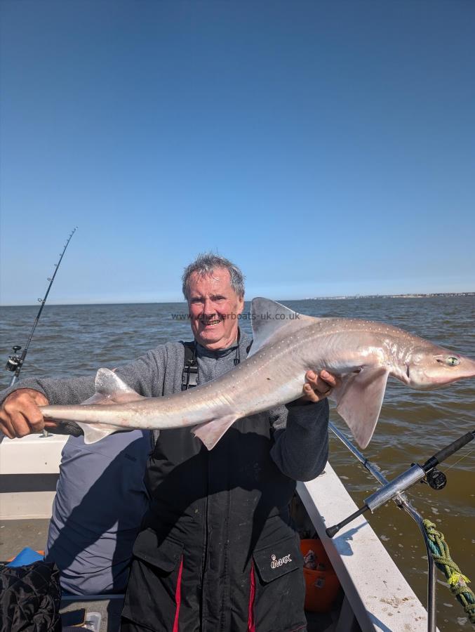 13 lb 3 oz Starry Smooth-hound by John the feet