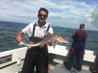 14 lb Starry Smooth-hound by Unknown