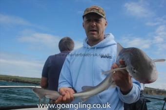 5 lb Starry Smooth-hound by Neil