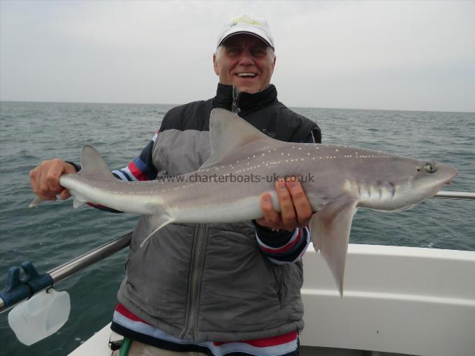 10 lb 3 oz Starry Smooth-hound by unknown