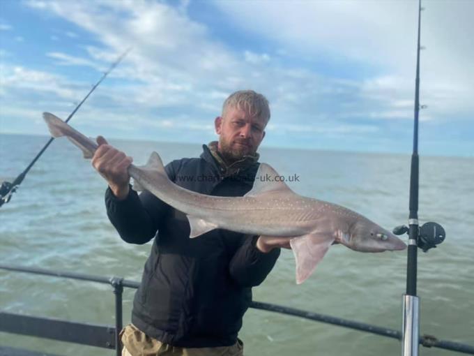 8 lb Starry Smooth-hound by Unknown