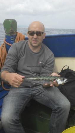 1 lb Mackerel by Darren Hitchen