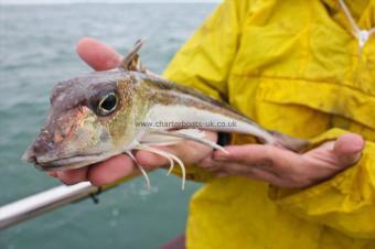 12 oz Grey Gurnard by Derek