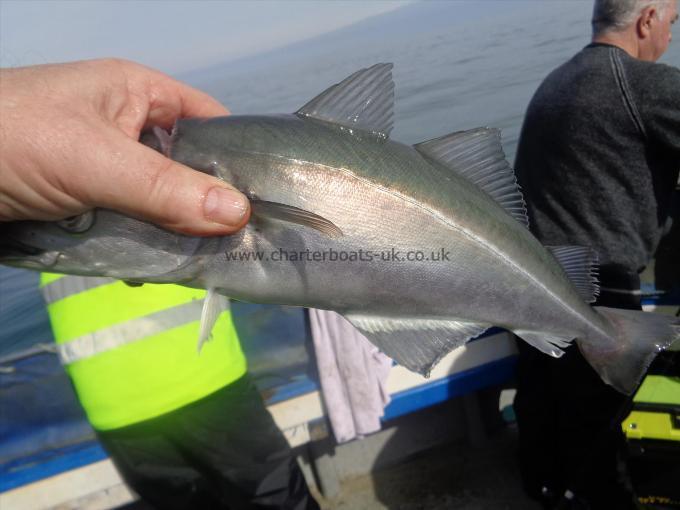 2 lb 3 oz Coalfish (Coley/Saithe) by caught by dave